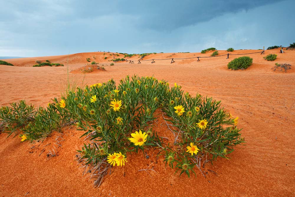 coral pink sand dunes kanab