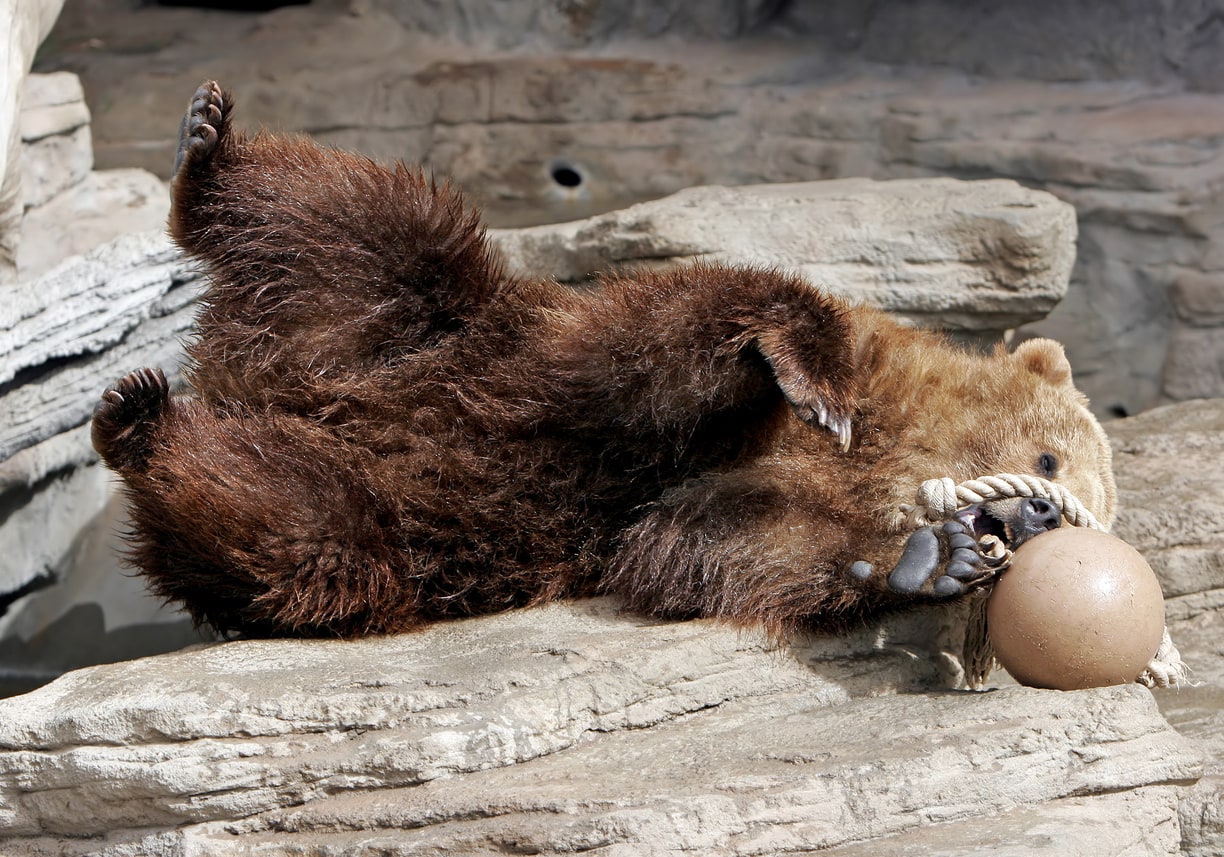 Grizzly Bear Having Fun with Ball