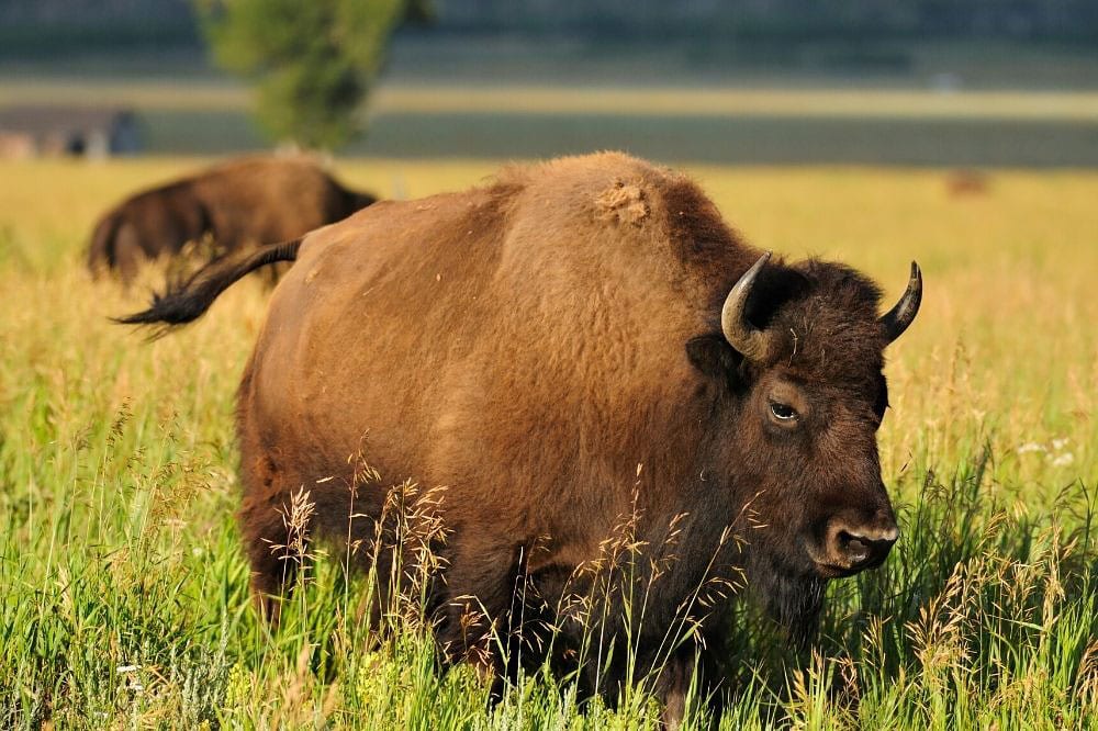 grand teton bison