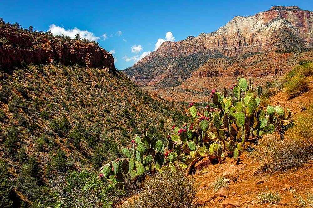 watchman trail zion