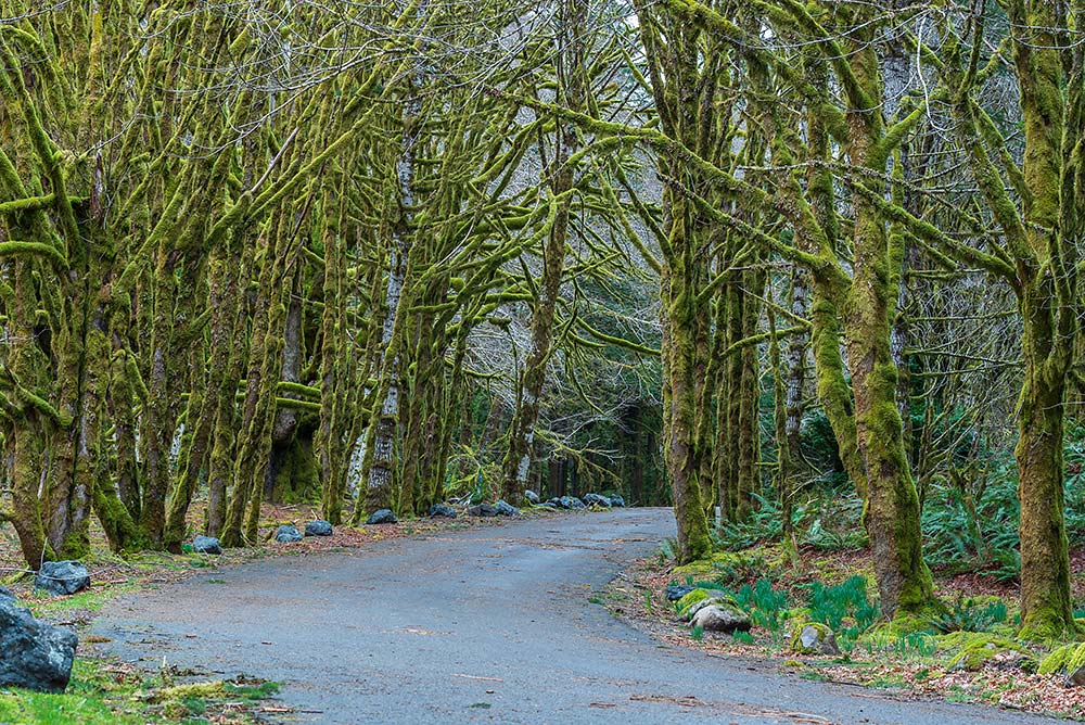 Fairholme Campground Washington Lake Camping