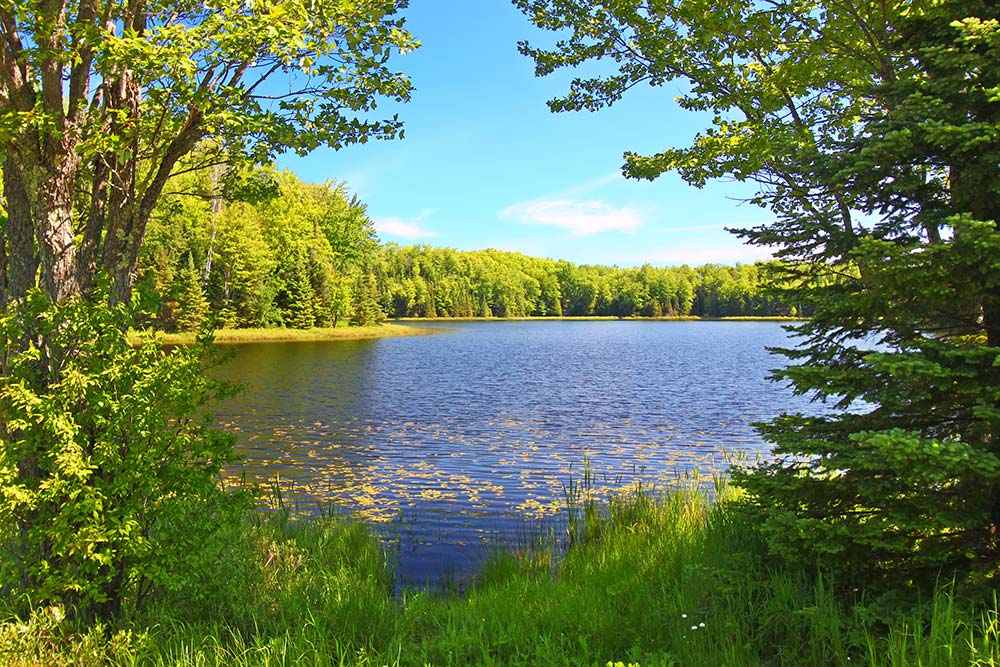 Northern Highland American Legion State Forest