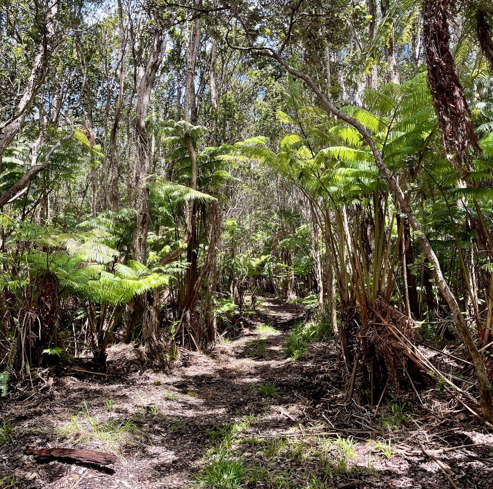 Dense rainforest covered the Napau Trail 