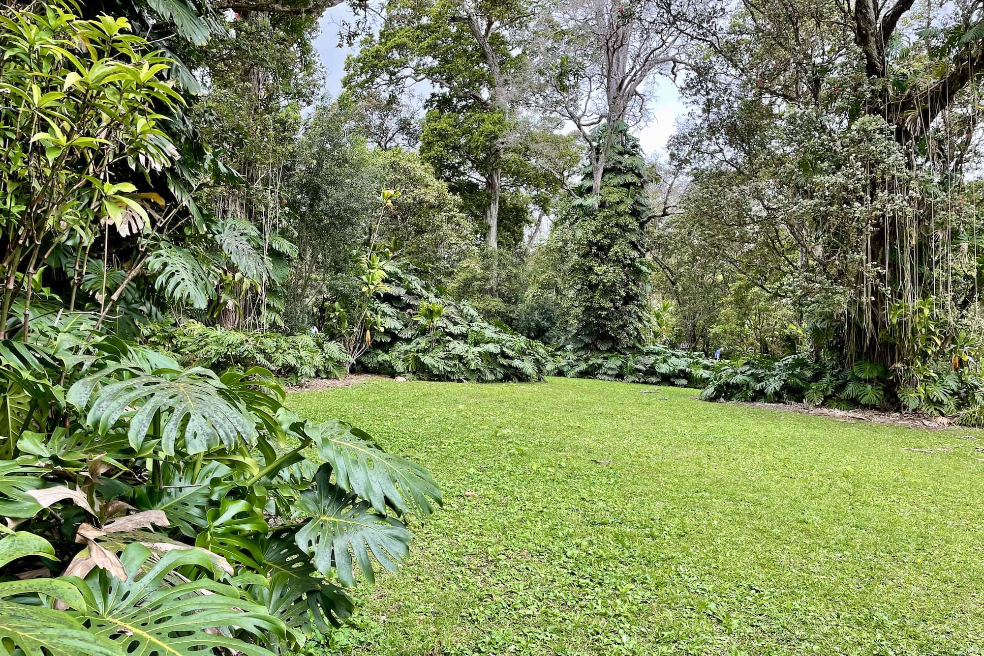 The lush and green Kalopa Nature Trail