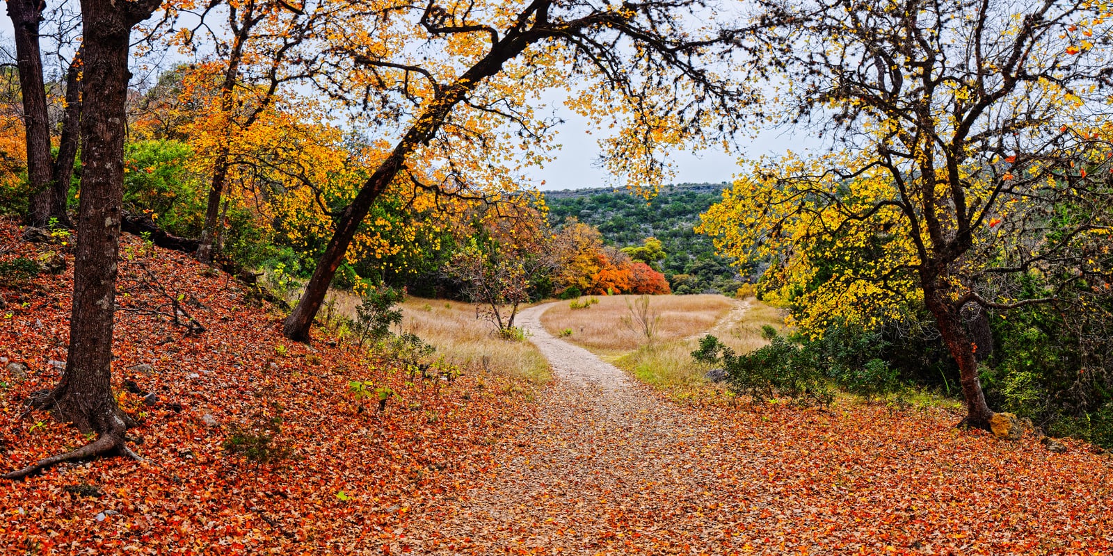 Lost Maples State Natural Area