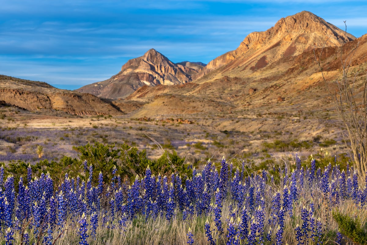 Ross Maxwell Scenic Drive