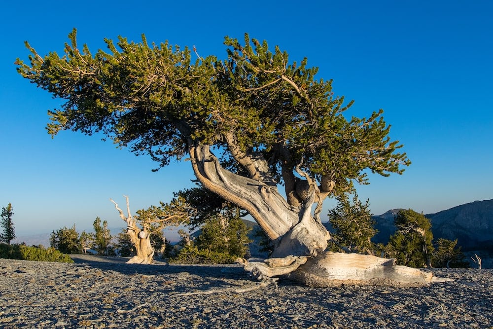 Great Basin national park bristlecone forest