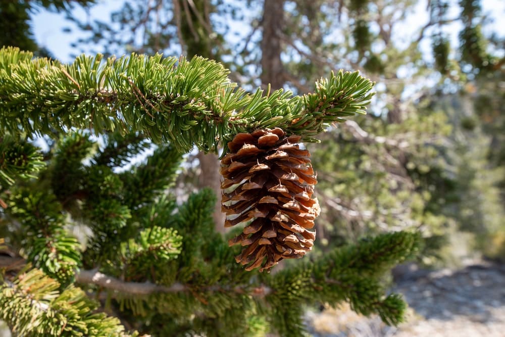 Great Basin national park pine cone