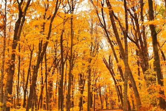 cropped-wisconsin-fall-foliage.jpg