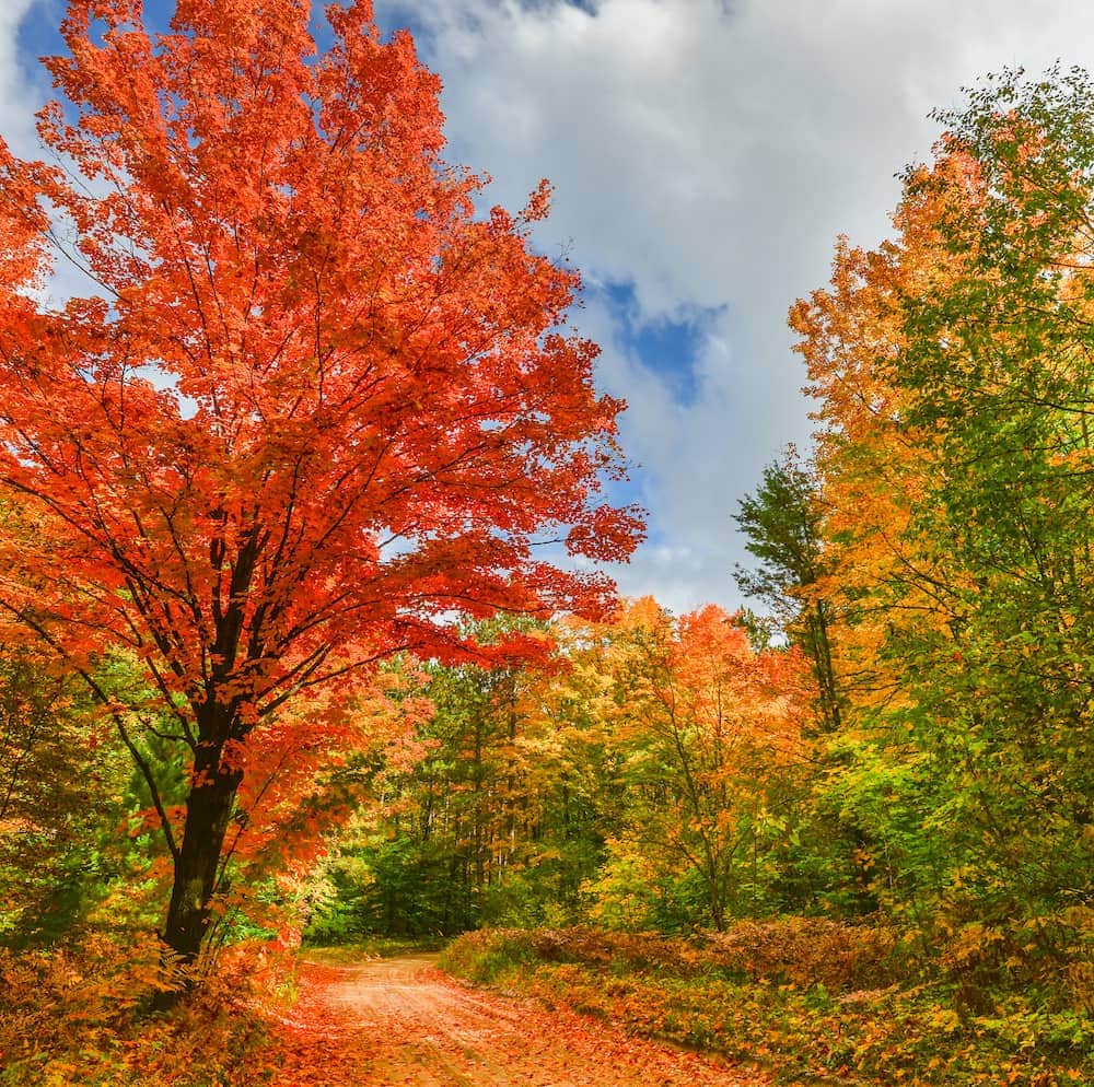 Hartwick Pines State Park fall colors Michigan