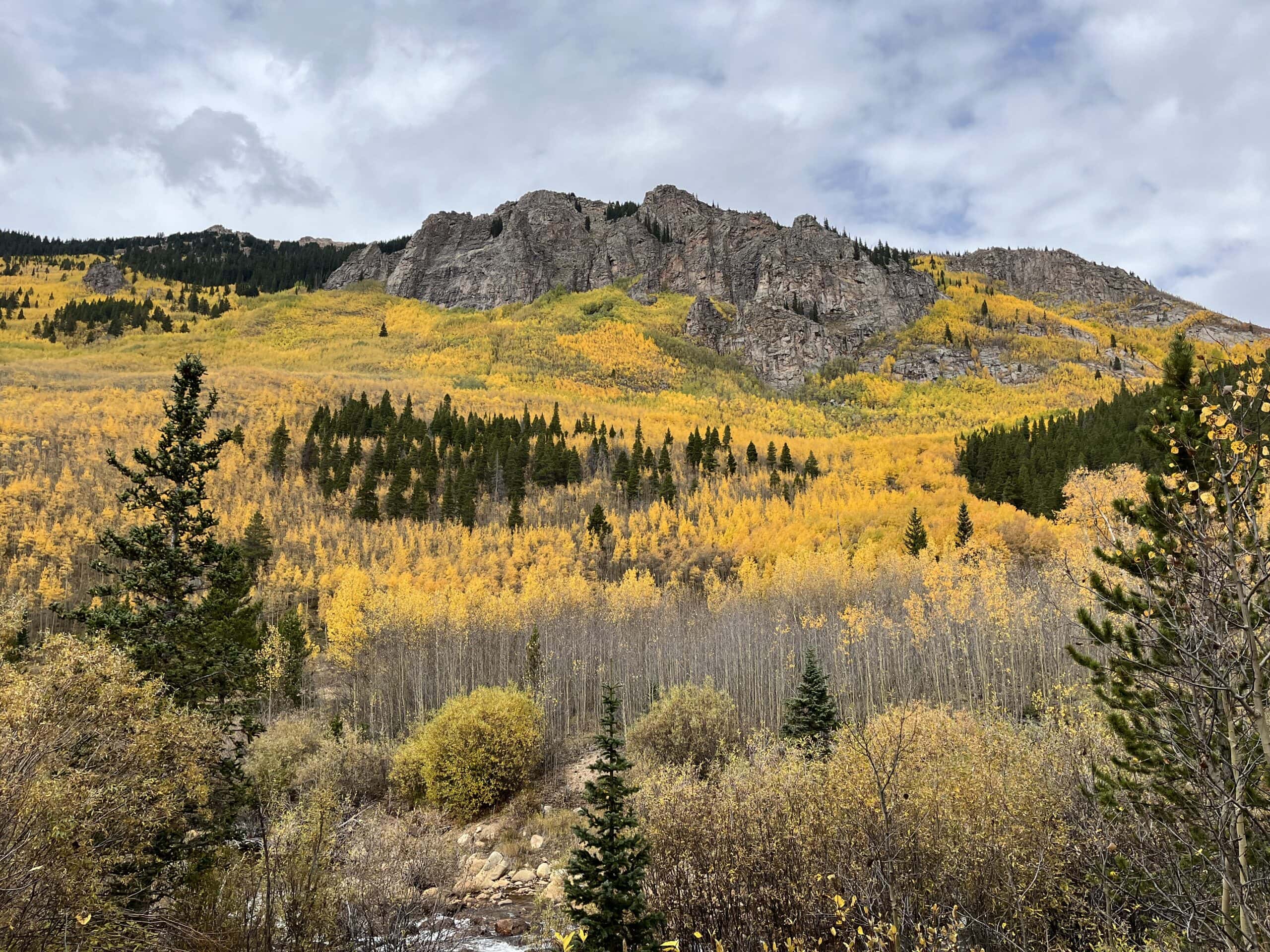 Colorado's stunning yellow aspen trees in autumn