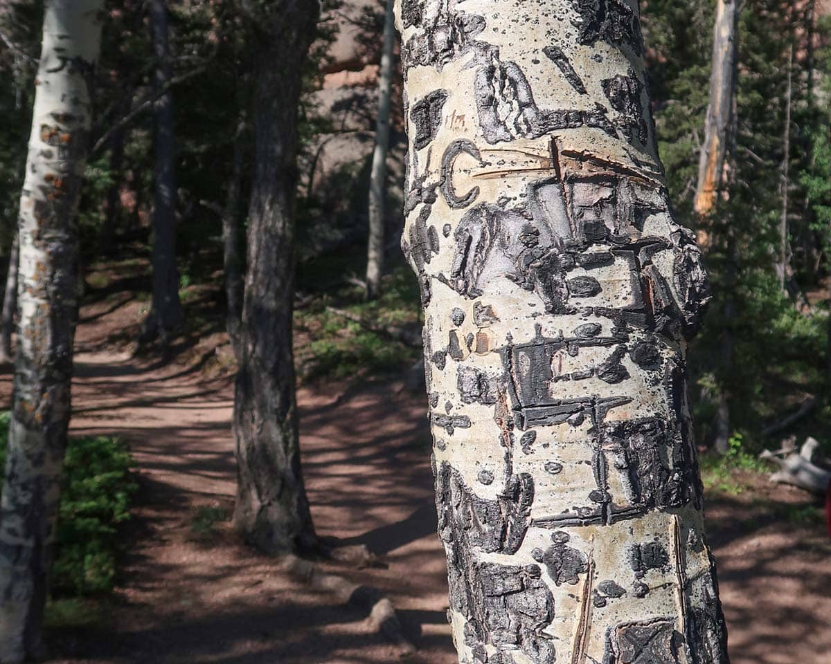 aspen tree vandalism