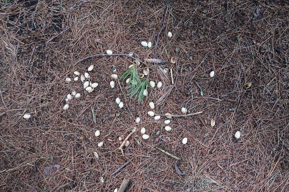 pistachio shells on trail
