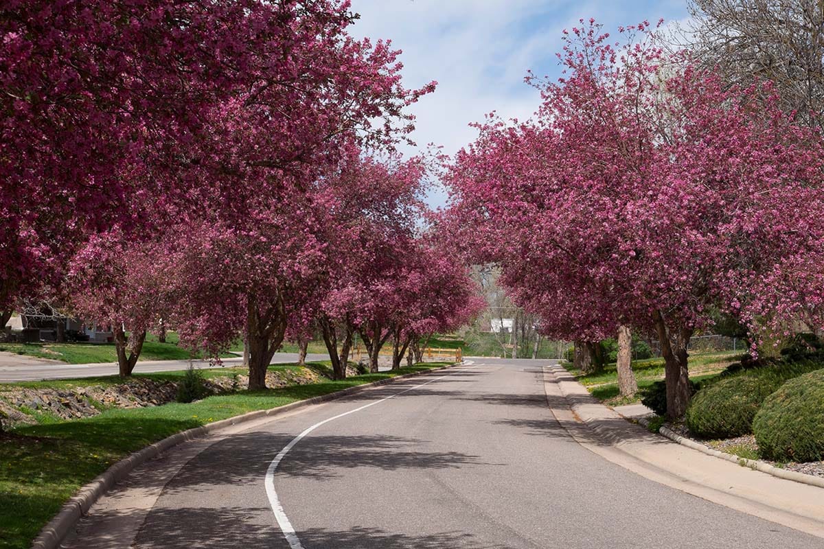 Littleton Crabapple Route Denver