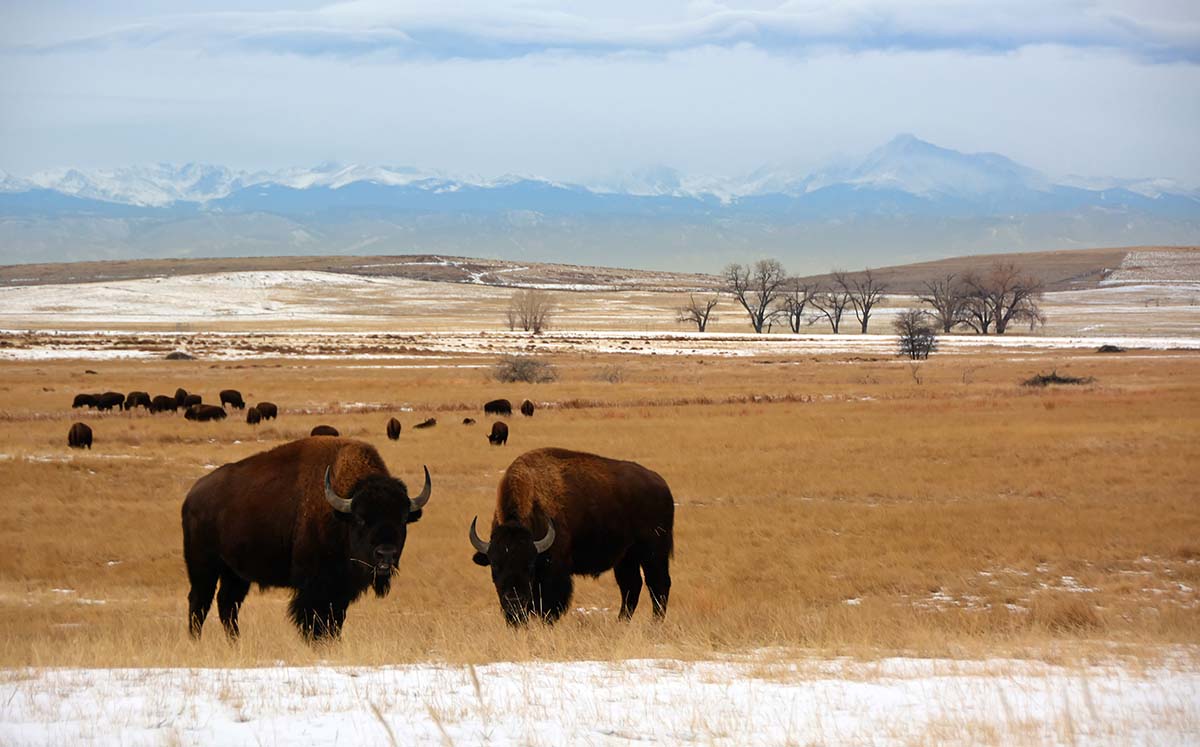 Rocky Mountain Arsenal Wildlife Drive