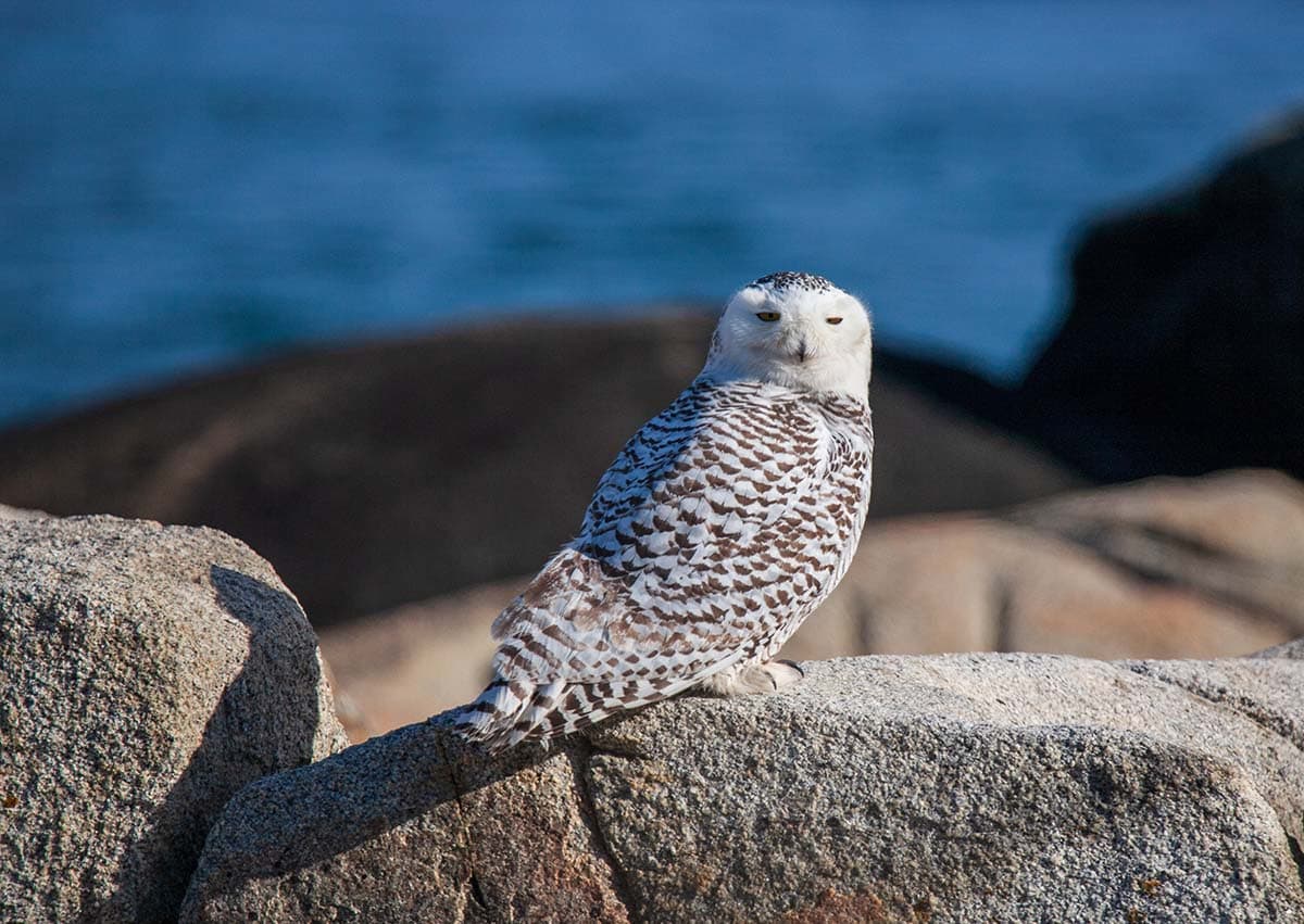 best time visit acadia winter snowy owl