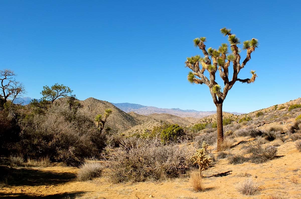 black rock canyon joshua tree