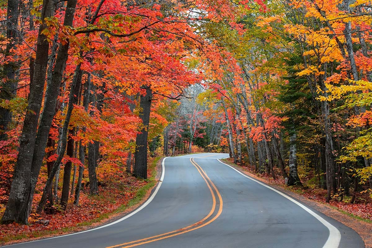 tunnel of trees scenic drive mi