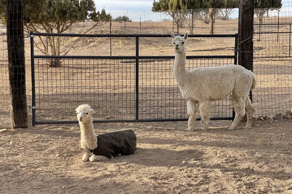 alpaca ranch - vegas to grand canyon road trip