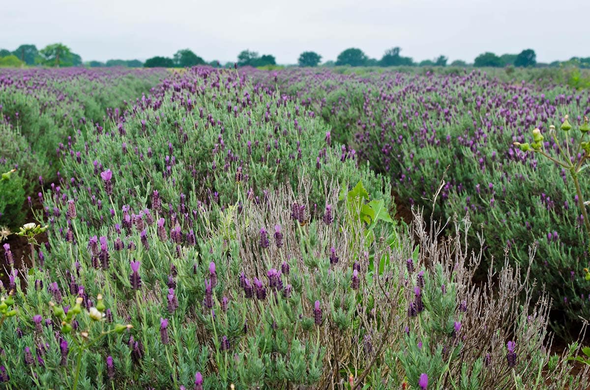 becker vineyards lavender farm texas