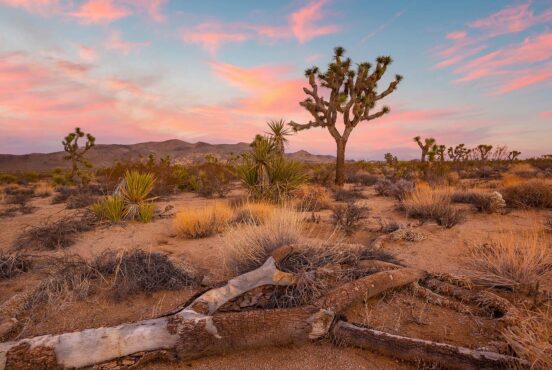 best time to visit joshua tree np