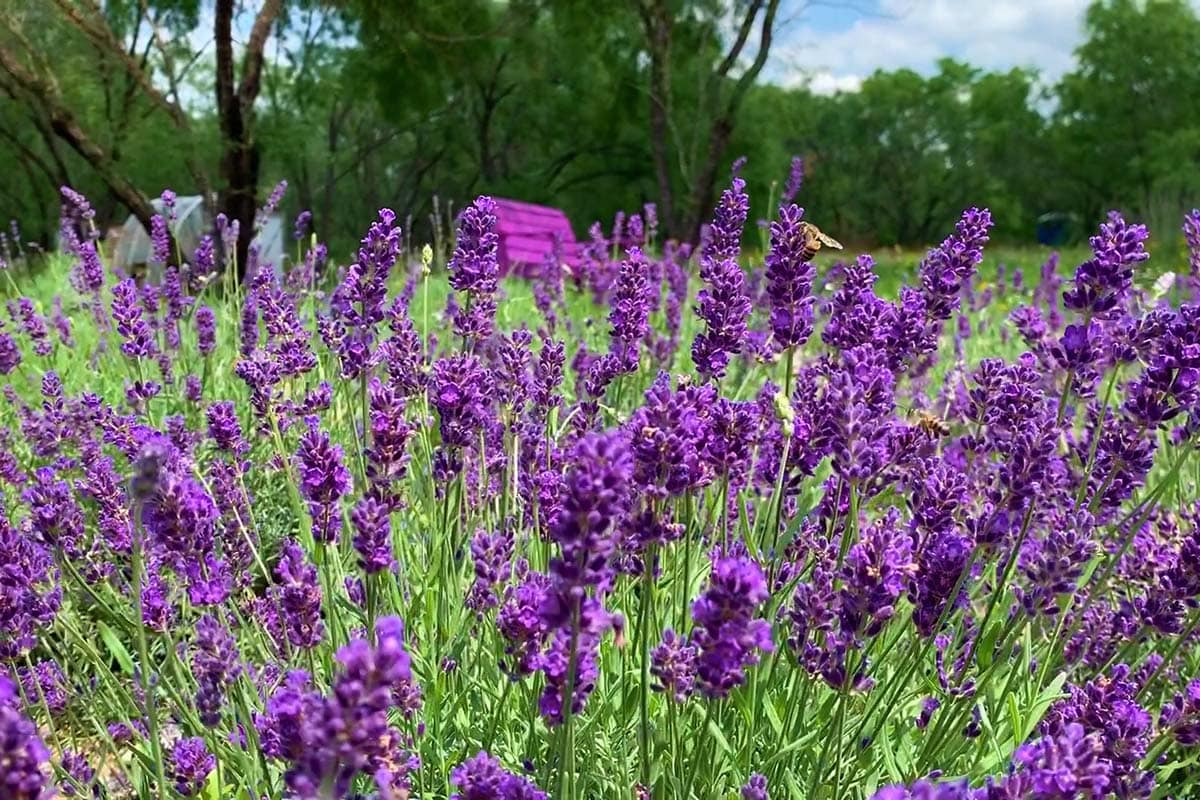 do re mi lavender farm texas