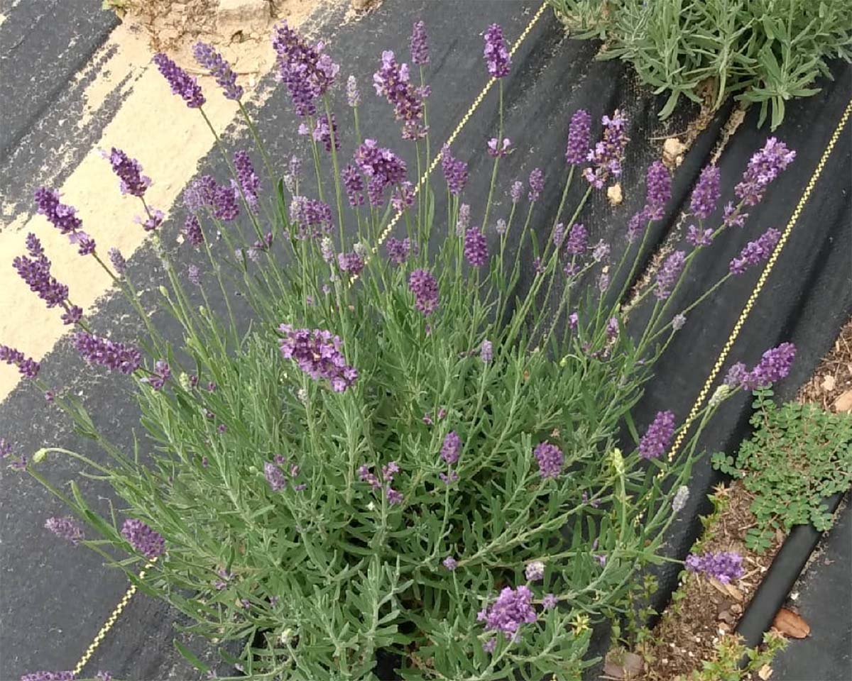 lacey farms lavender