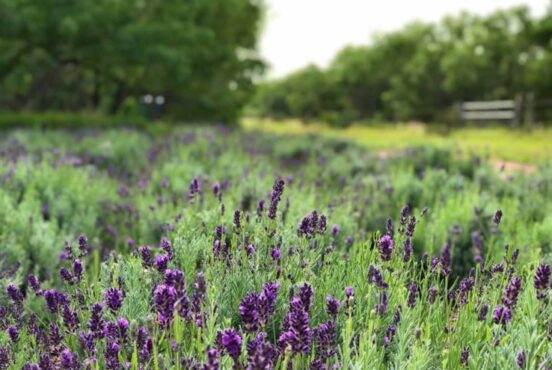 lavender fields in texas