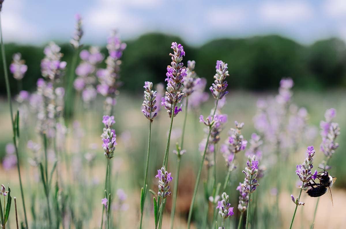 lavender ridge farms texas