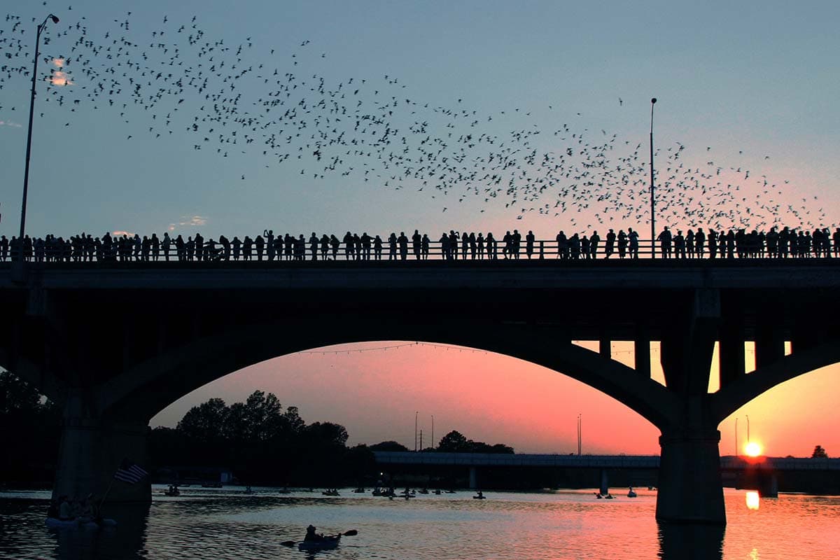 outdoor things to do austin bridge bats