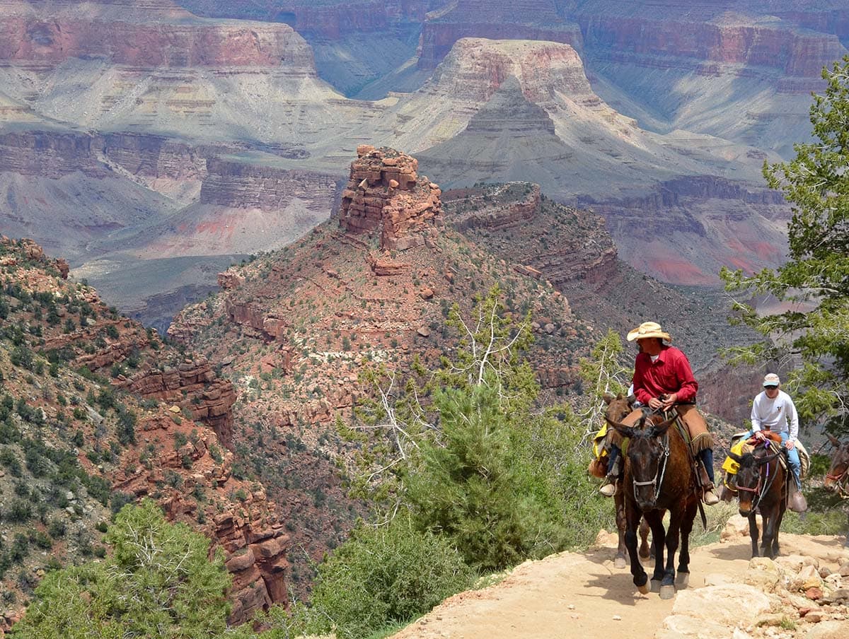 mule ride - vegas to grand canyon road trip