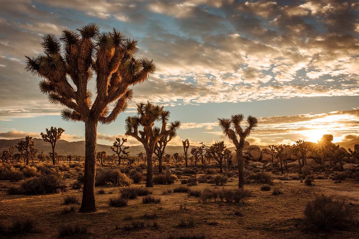 road trip from tucson - joshua tree