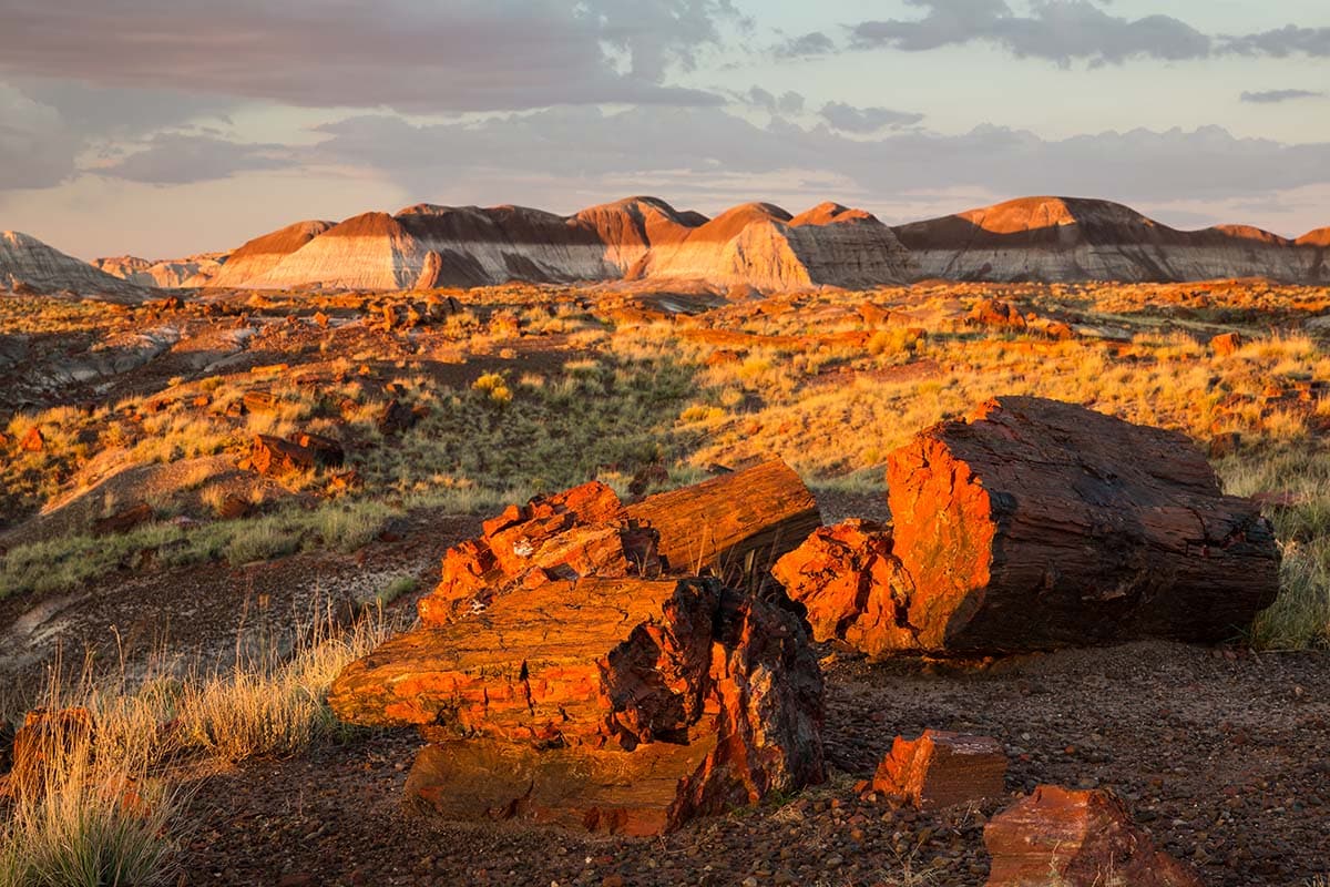 road trip from tucson - petrified forest