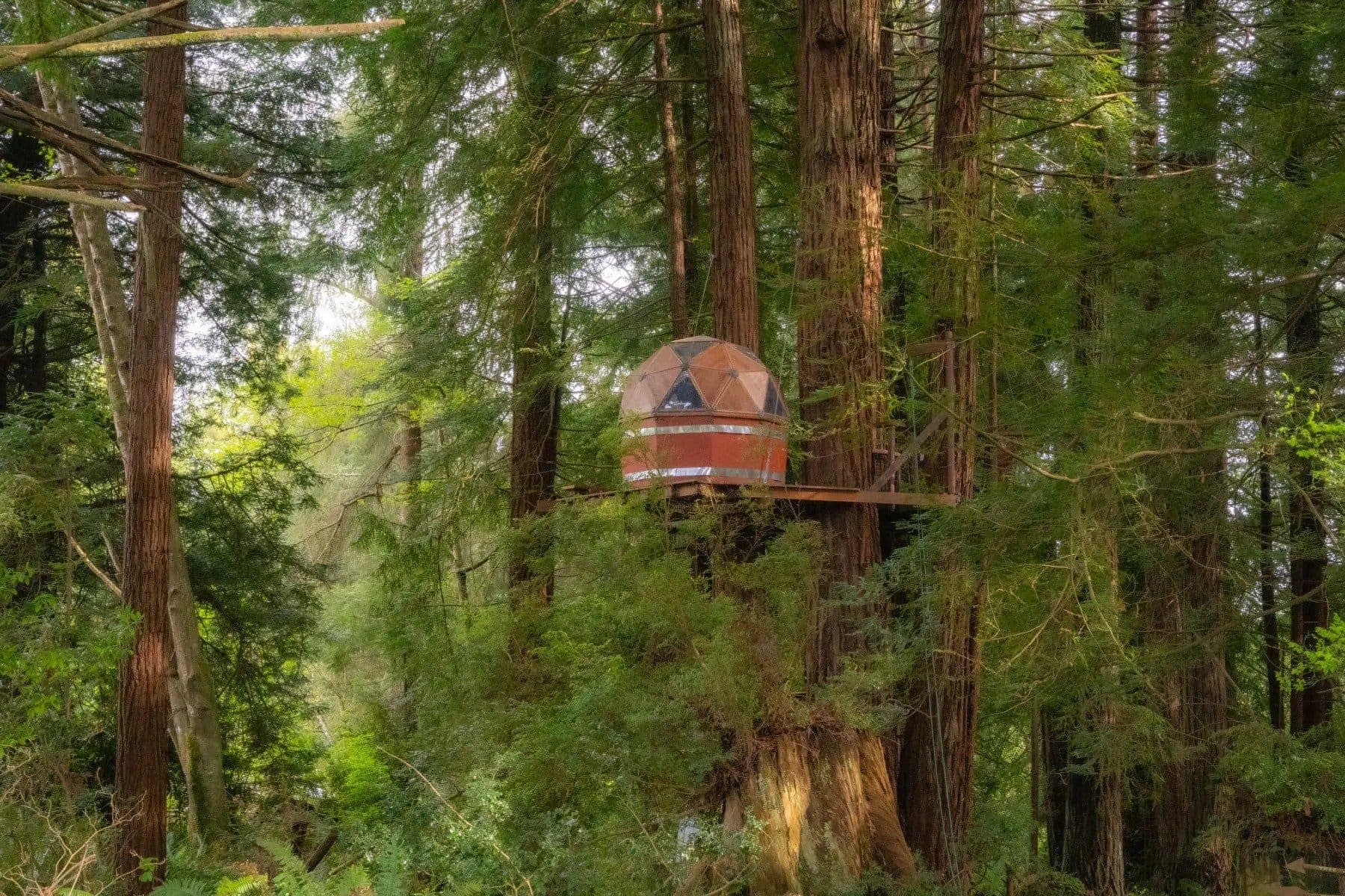 Redwood Cathedral Treehouse