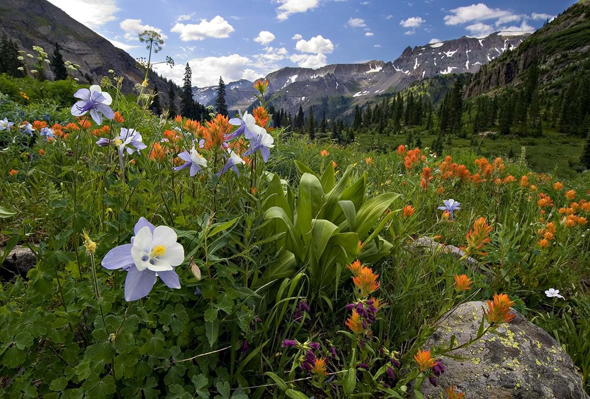 Uncompahgre National Forest Colorado