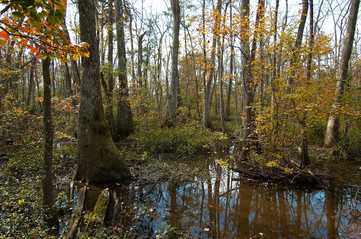 houston to new orleans road trip - bluebonnet swamp