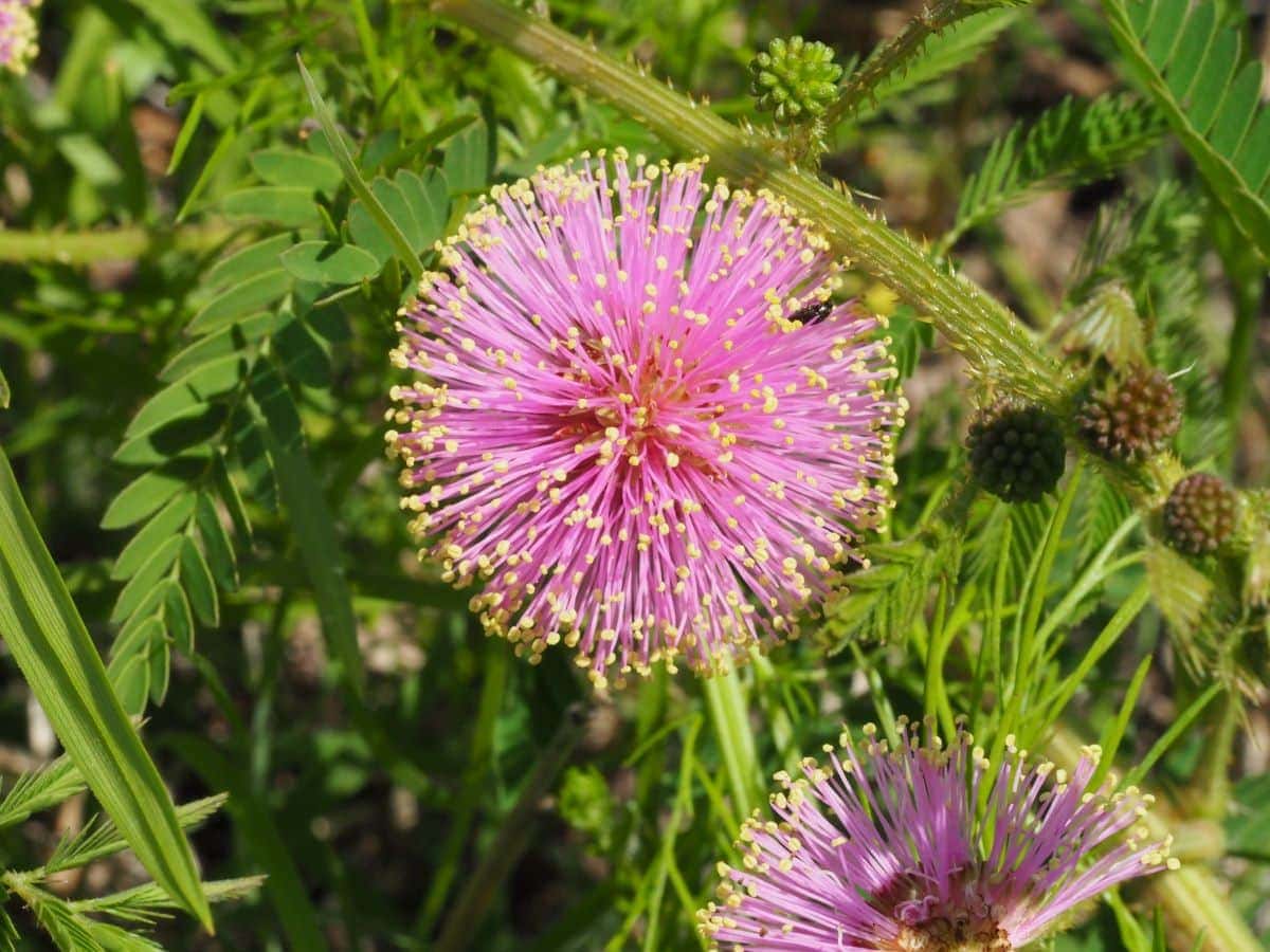 Cedar Ridge Nature Preserve dallas tx