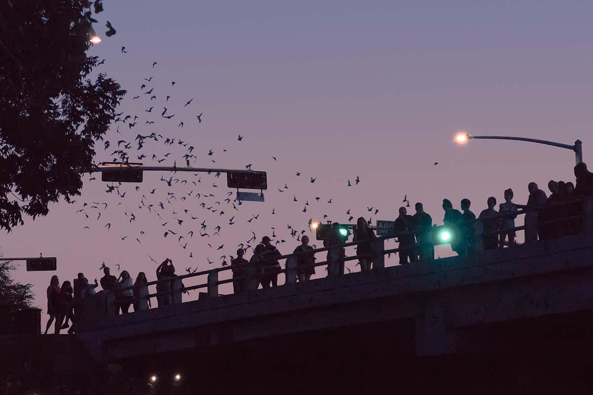 free things to do houston - Waugh Drive Bat Colony