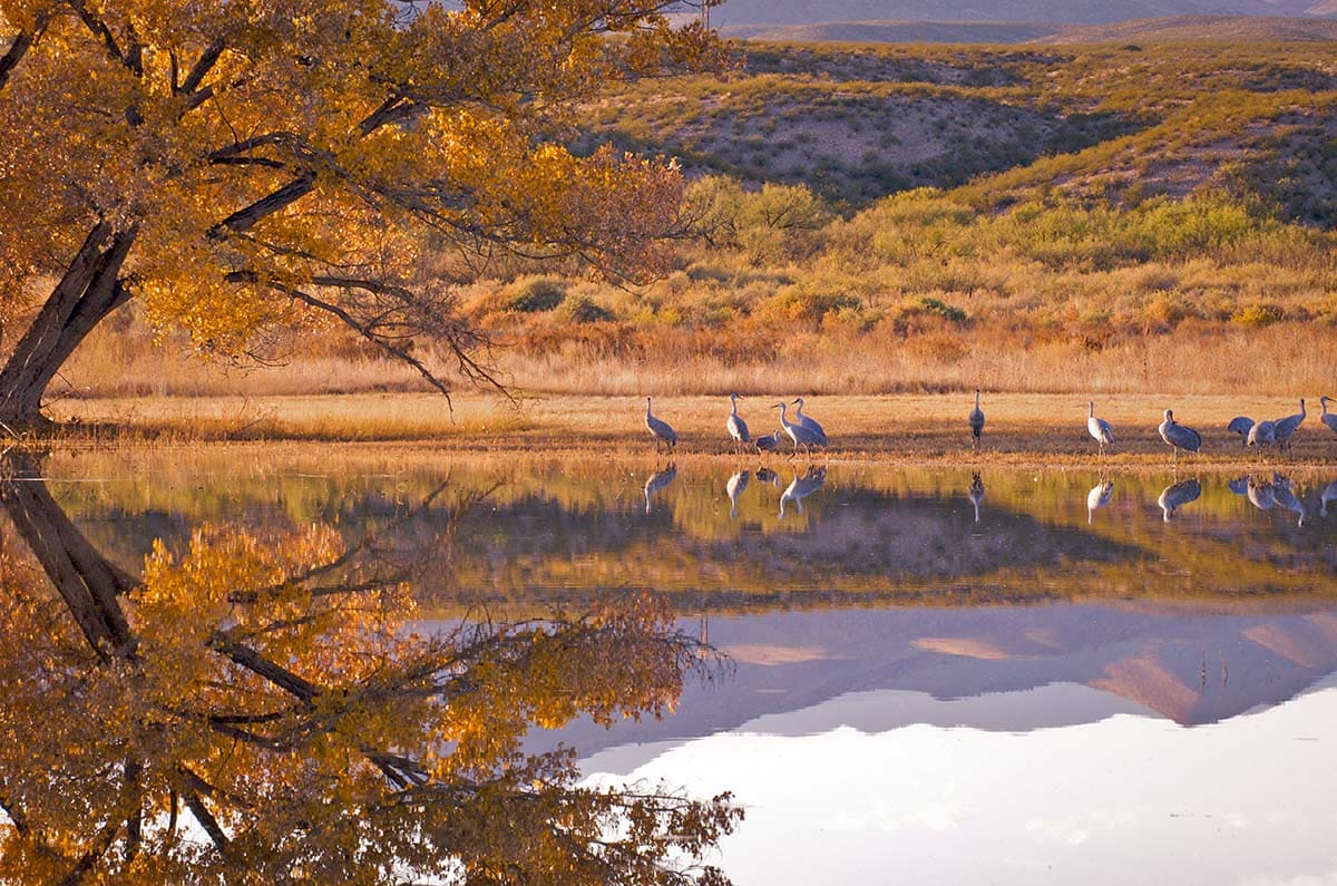 road trips from albuquerque - bosque del apache