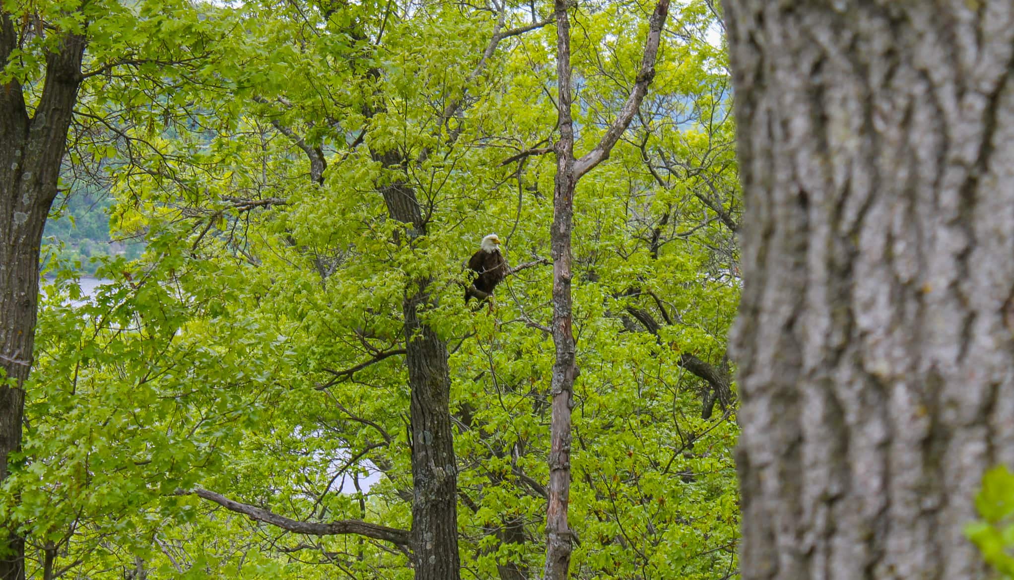 A bald eagle rests on a tree at Perrot Ridge