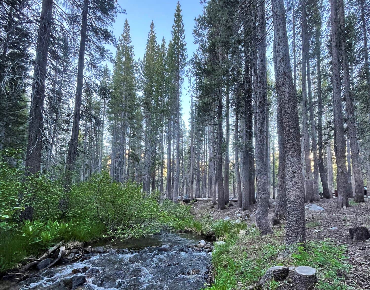 coldwater campground mammoth lakes