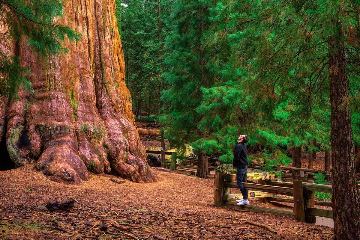 la to yosemite road trip - general sherman tree