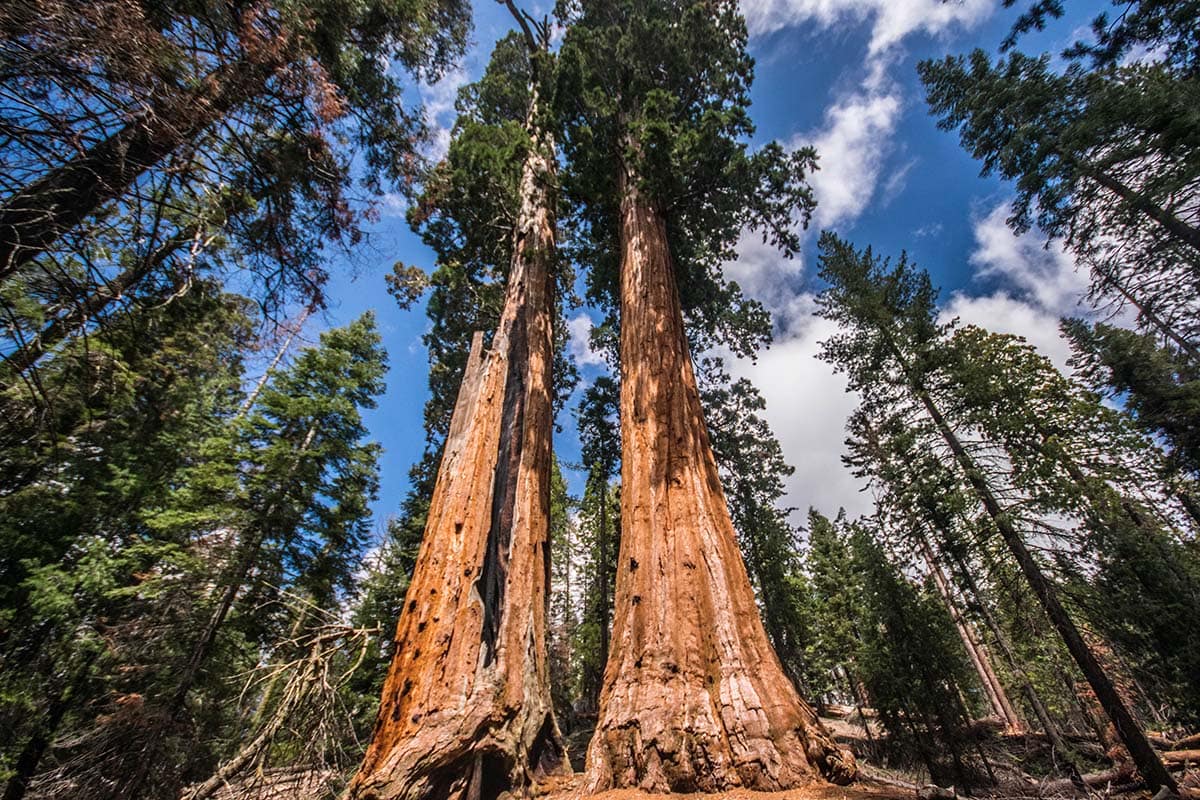 la to yosemite road trip - grant grove