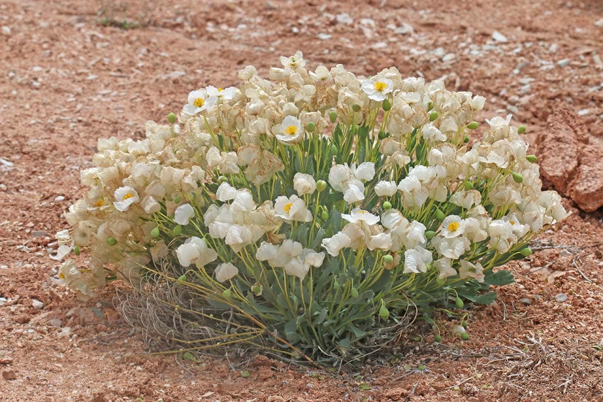 st george hikes - dwarf bear poppy