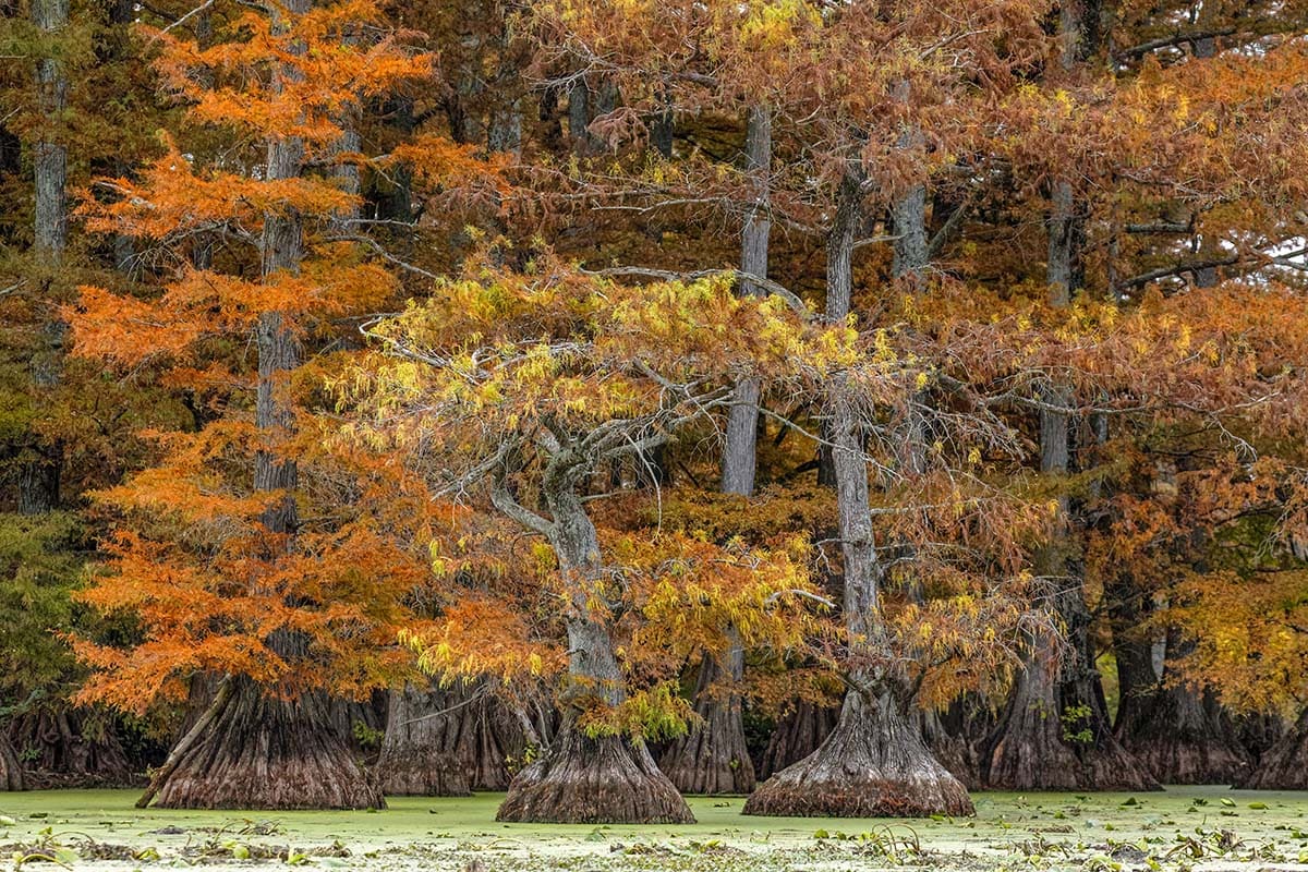 tennessee fall colors - Reelfoot Lake