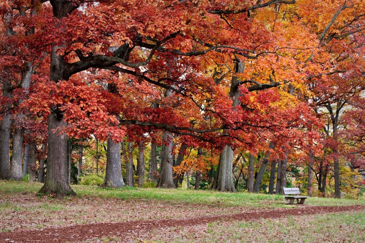 Morton Arboretum in fall