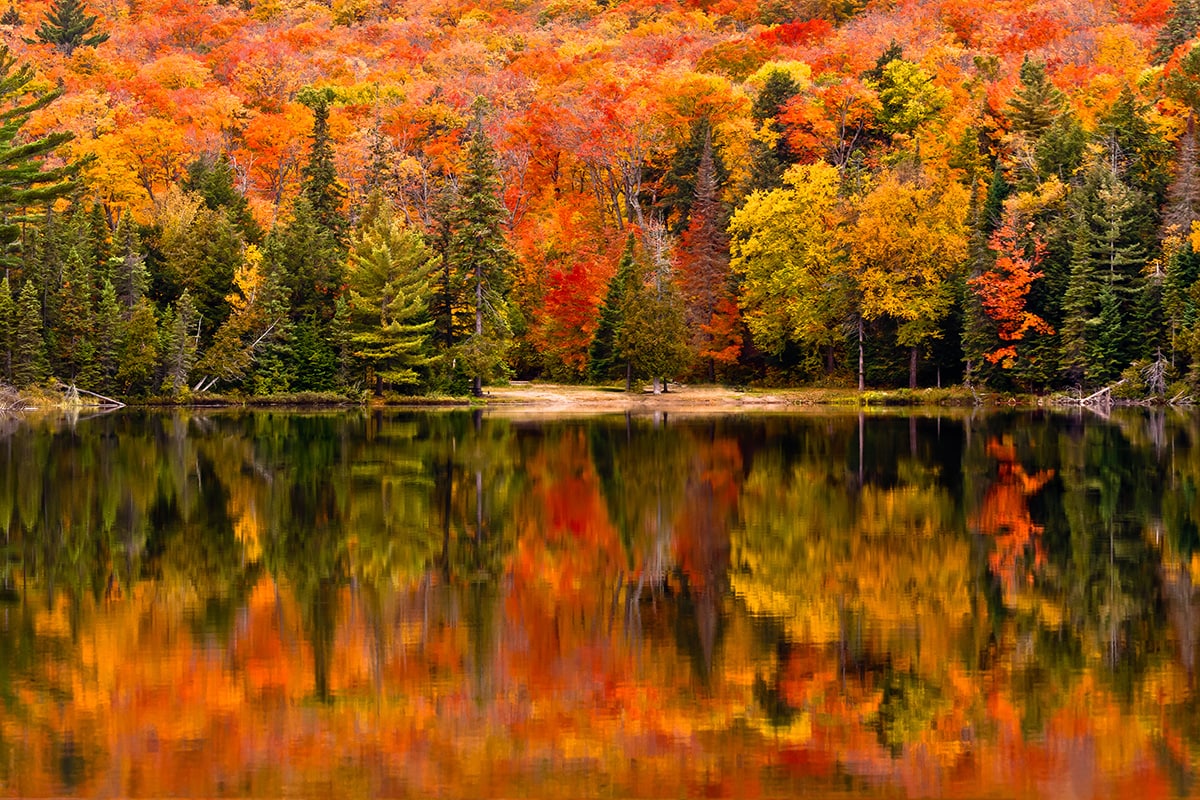 fall color varieties