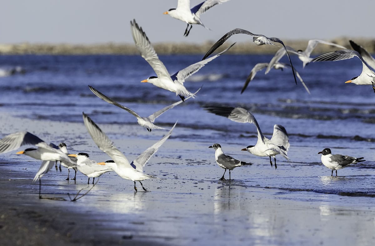 texas state parks - mustang island