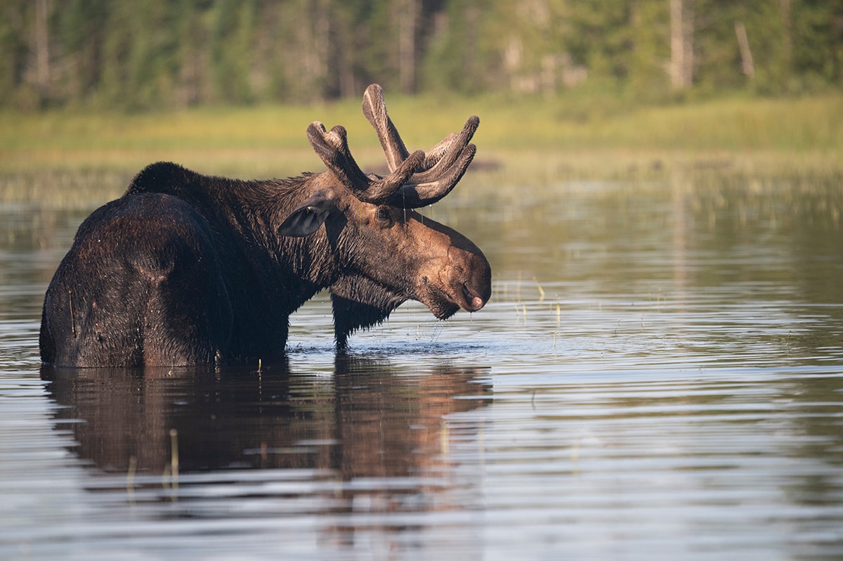things to do maine fall - moose