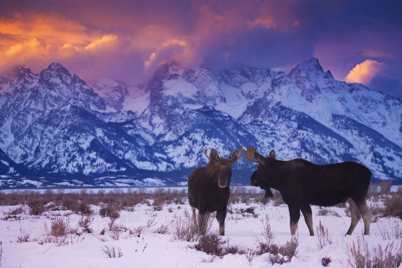 winter wildlife viewing grand teton national park